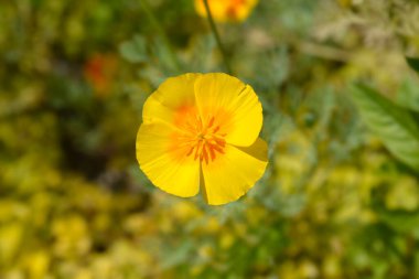 Golden poppy flower - Latin name - Eschscholzia californica clipart