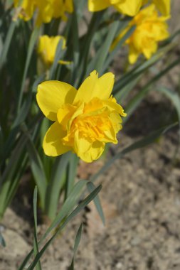Çift nergis sarı çiçek - Latince adı - Narcissus Çifte Güç