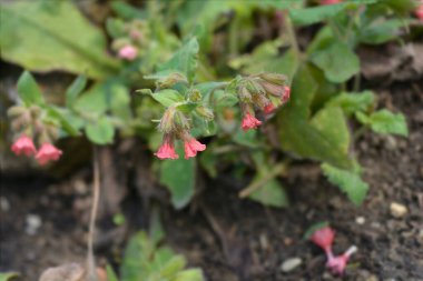 Red lungwort flowers - Latin name - Pulmonaria rubra clipart