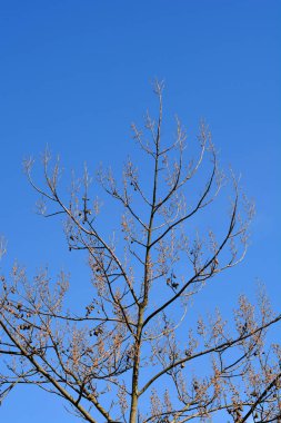 Çiçek tomurcukları ve tohumları olan imparatoriçe dalları - Latince adı - Paulownia tomentosa