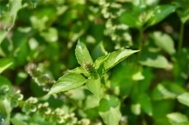Limon fesleğeni ve çiçek tomurcukları - Latince adı - Ocimum bazilicum Citriodorum
