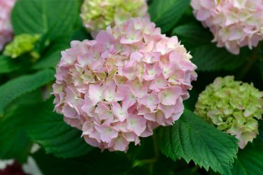 Fransız ortanca çiçekleri - Latince adı - Hydrangea makrophylla