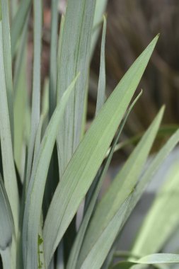 Blue flax lily leaves - Latin name - Dianella careulea
