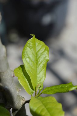 Yeni yapraklı Kobus manolya dalı - Latince adı - Magnolia kobus