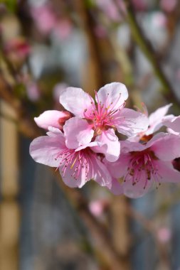 Pembe çiçekli şeftali dalı - Latince adı - Prunus persica Baby Gold