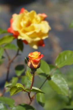 Rose Punch orange and yellow flower bud - Latin name - Rosa polyantha Punch clipart