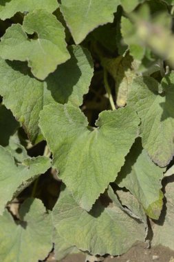 Sarı-beyaz çan çiçeği yaprakları - Latince adı - Campanula ochroleuca