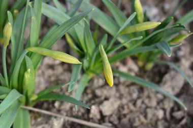 Nergis çiçeği tomurcukları - Latince adı - Narcissus Jetfire