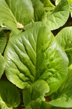 Fil kulakları - Latince adı - Bergenia crassifolia