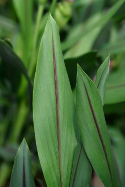 Siyam lale yaprakları - Latince adı - Curcuma alismatifolia