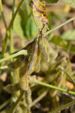 Tarlada soya tohumu kabukları - Latince adı - Glycine max