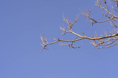 Tree of heaven bare branches against blue sky - Latin name - Ailanthus altissima clipart