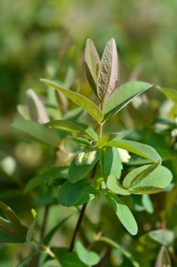 Böğürtlen soluk sarı çiçek tomurcukları ve yaprakları - Latince adı - Lonicera caerulea Aurora