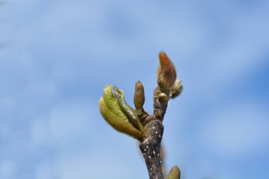 Yaprak tomurcukları ve çiçek tomurcukları olan Magnolia Cini - Latince adı - Magnolia Cini