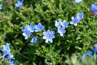 Çırpılmış Gromwell mavi çiçekleri - Latince adı - Glandora diusa