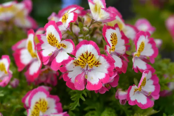 stock image Pink, white and yellow butterfly flower - Latin name - Schizanthus pinnatus