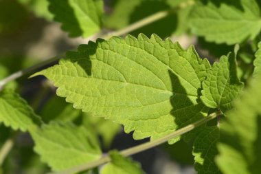 Mavi spiraea yaprakları - Latince adı - Tripora divaricata