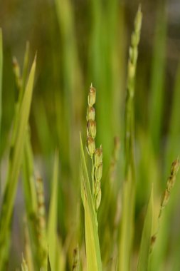 Common rice plant - Latin name - Oryza sativa clipart