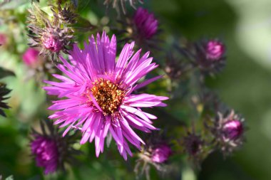 New England aster Vibrant Dome pink flowers - Latin name -  Symphyotrichum novae-angliae Vibrant Dome clipart