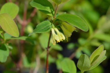 Honeyberry pale yellow flowers - Latin name - Lonicera caerulea Aurora clipart