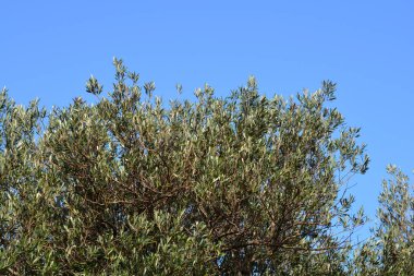 Mavi gökyüzüne karşı yaygın zeytin dalları - Latince adı - Olea europaea