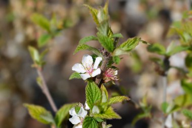 Çiçekli Nanking kiraz dalı - Latince adı - Prunus tomentosa