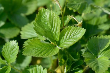 Yabani çilek yaprakları - Latince adı - Fragaria vesca