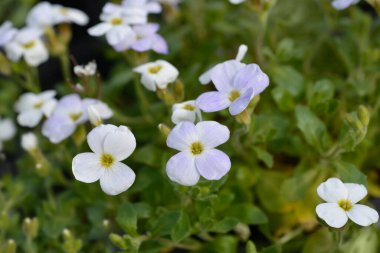 White Rock Cress çiçekleri - Latince adı - Aubrieta Axcent White
