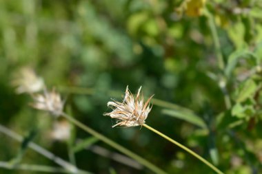Bitumen trefoil tohumu başı - Latince adı - Bituminaria bituminosa