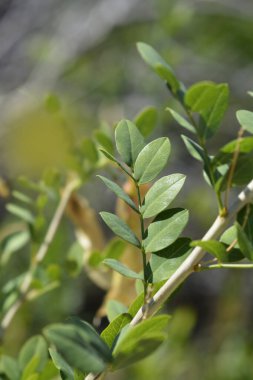 Bladder senna leaves - Latin name - Colutea arborescens clipart