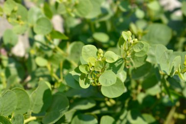 Çiçek tomurcuklu Caper çalılıkları - Latince adı - Capparis spinosa