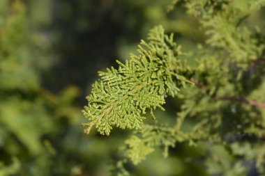 Hinoki selvi dalı - Latince adı Chamaecyparis obtusa Dilatush
