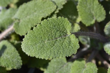 Clary adaçayı yaprakları - Latince adı - Salvia skalası