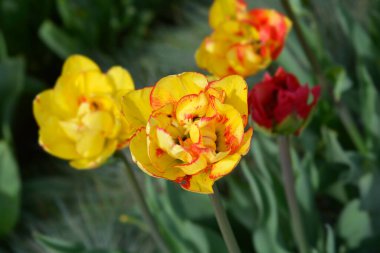 Yellow and red double late tulip flowers - Latin name - Tulipa Sundowner clipart