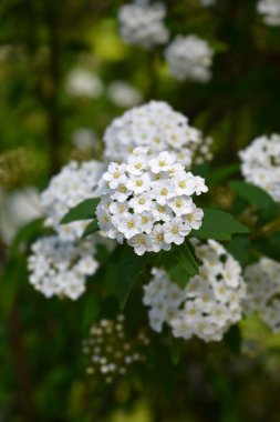 Beyaz çiçekli Reeves spiraea dalı - Latince adı - Spiraea cantoniensis