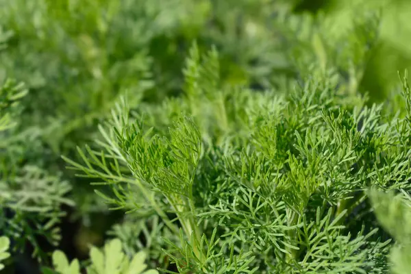 Liście Piołunu Południowego Nazwa Łacińska Artemisia Abrotanum — Zdjęcie stockowe