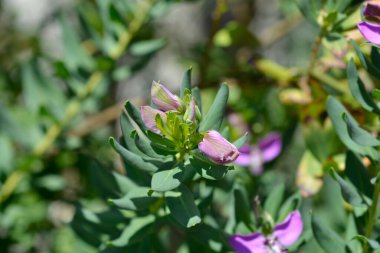 Myrtle yapraklı milkwort çiçeği tomurcukları - Latince adı - Polygala myrtifolia