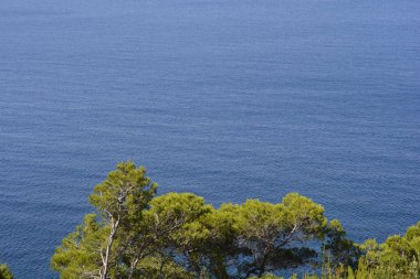 Çam ağaçlarının üzerindeki Adriyatik deniz yüzeyi 