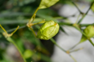 Blackberry zambak tohumu kapsülü - Latince adı - Iris domestica