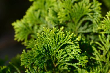 Hinoki servisi Gracils - Latince adı Chamaecyparis obtusa Gracils