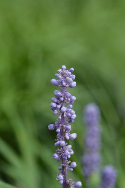 Büyük mavi zambak çiçeği - Latince adı - Liriope muscari