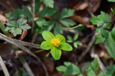 Cüce ustası çiçek - Latince adı - Hacquetia epipactis