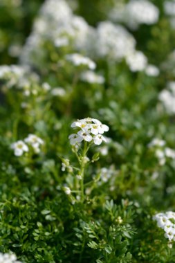 Chamois cress beyaz çiçekleri - Latince adı - Hornungia alpina