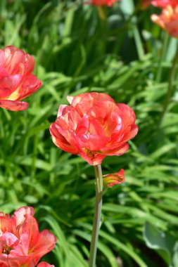 Red double late tulip flowers - Latin name - Tulipa Sundowner clipart