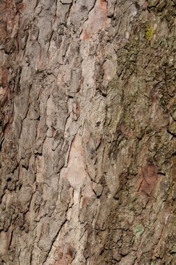 Klasik at kestanesi kabuğu detayı - Latince adı - Aesculus hipocastanum