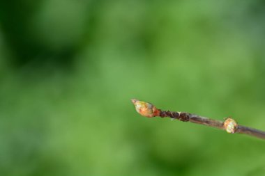 Tomurcuklu kaya üzümü dalı - Latince adı - Ribes petraeum