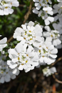 Evergreen candytuft white flowers - Latin name - Iberis sempervirens Schneeflocke clipart