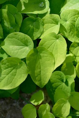 Alp otları yaprakları - Latince adı - Epimedium alpinum