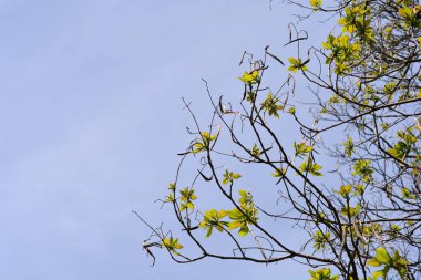 Yeni yapraklı yaygın katalpa dalları - Latince adı - Katalpa bignonioides