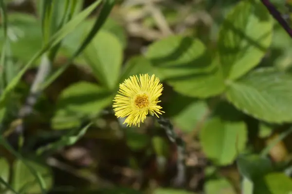 Coltsfoot Yellow Flower Nom Latin Tussilago Farfara — Photo